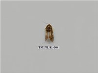 藏品(夜蛾科)的圖片